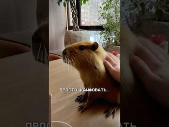 Самое нереальное кафе! Латте с капибарой