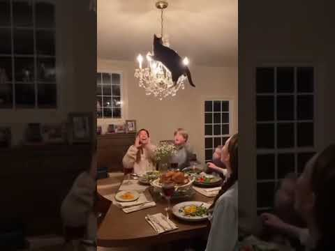 Cat jump fail #cats #catlovers Cat jump fail #cats #catlovers