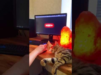 Как работает кнопка бабло на фрилансе