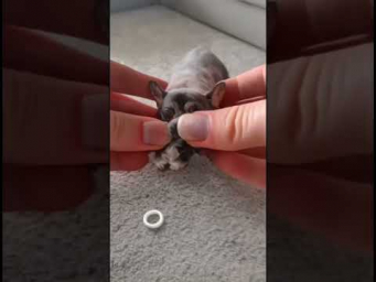 Нейросеть Pika