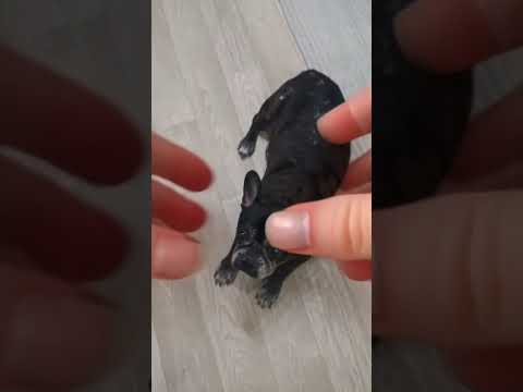 Эффект смятия в нейросети PIKA