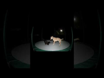Медведь на батуте: как создать реалистичное видео с Veo3 и нейросетями